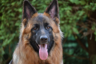Étalon Berger Allemand Poil Long - Voyce Du Bois Des Crocs Blancs