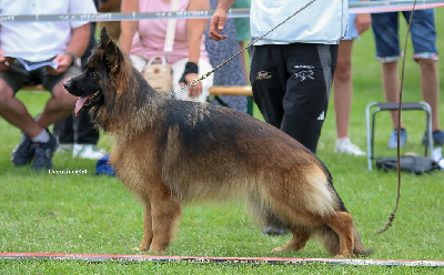 Étalon Berger Allemand Poil Long - Uxane Du Val De Vaast