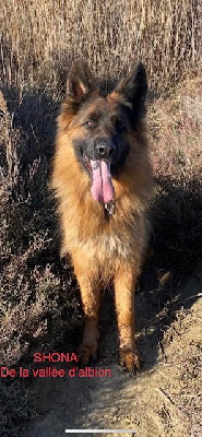 Étalon Berger Allemand Poil Long - Shona De La Vallee D'Albion