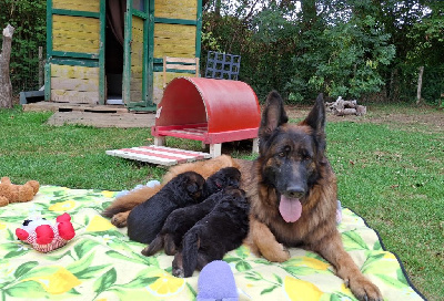 Étalon Berger Allemand - Sangha Des Sentinelles D'Eriador