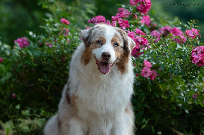 Étalon Berger Australien - Shine like sapphire Du Rêve Austral