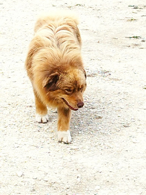Étalon Berger Australien - Voyage à rio Des Gardiens Du Mermoz