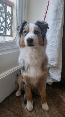 Étalon Berger Australien - Upsylon (Sans Affixe)