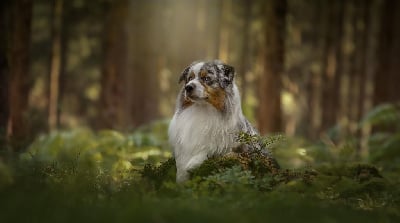 Étalon Berger Australien - Monsieur cookie de la Divine Idylle