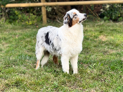 Étalon Berger Australien - Armony (Sans Affixe)