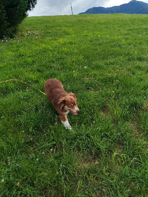 Étalon Berger Australien - Scarlette Du Chemin De Mathenou