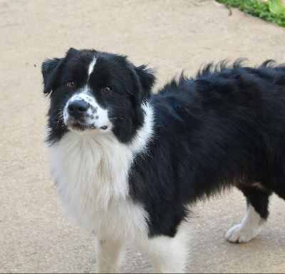 Étalon Berger Australien - Univers neptune Des Mille Et Une Pattounes