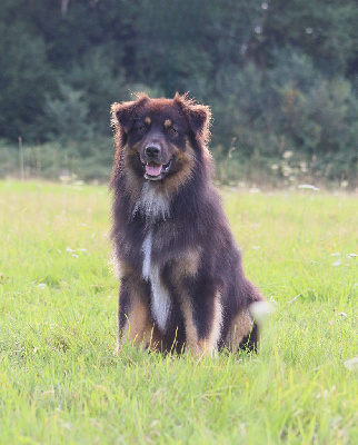Étalon Berger Australien - Viking Du Domaine De La Canurie