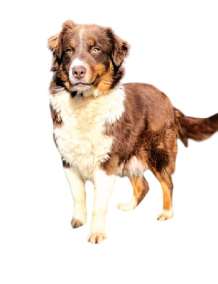 Étalon Berger Australien - Uliana (Sans Affixe)