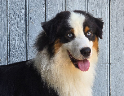 Vamolos Dream Of White Angels