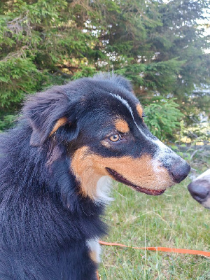 Étalon Berger Australien - Végas Du Berger Des Alpages