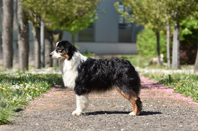 Étalon Berger Australien - Speak about me De La Colombe Béarnaise