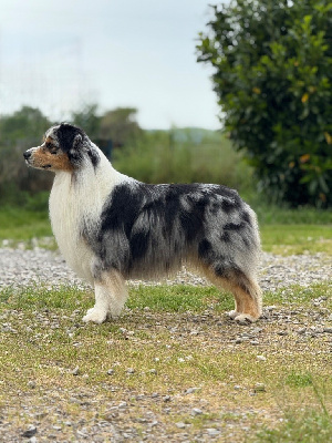 Étalon Berger Australien - Still waters run deep De La Colombe Béarnaise