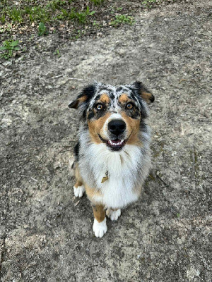 Étalon Berger Australien - Mulane domaine des belles aubois