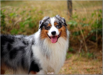 Étalon Berger Australien - CH. bailiwick War of the roses at shloyan