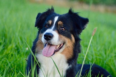 Étalon Berger Australien - Minosa De La Source D'Emos