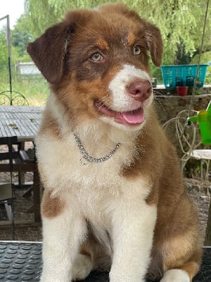 Étalon Berger Australien - Altitude 8849m De La Vallée Des Loups Bleus