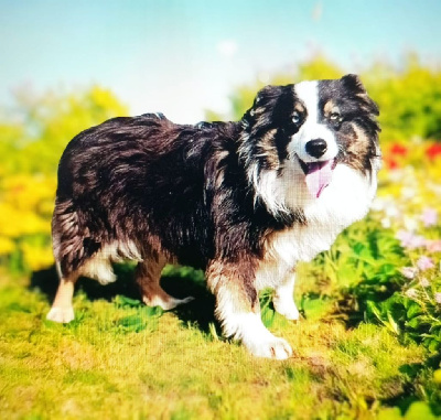 Étalon Berger Australien - V-blue du Domaine de Demeter