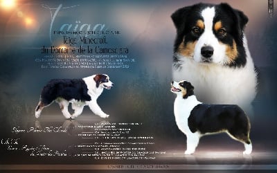 Étalon Berger Australien - CH. Sr taïga minecraft du domaine de la Camosciara