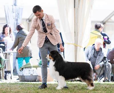Étalon Berger Australien - CH. Bis biss jch upper cut des Terres De Khairyaca