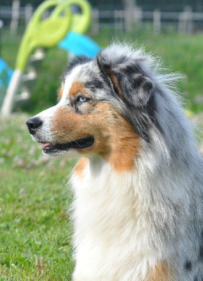 Étalon Berger Australien - Vérone De La Vallée D'Asgard