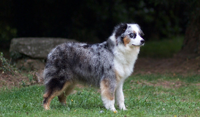 Étalon Berger Australien - Tara blue mountain Du Domaine De Keravel