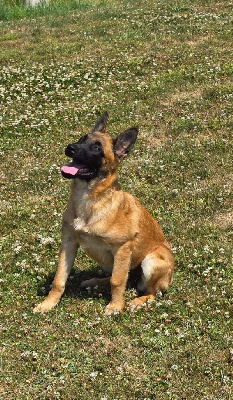 Étalon Berger Belge - Akka (Sans Affixe)