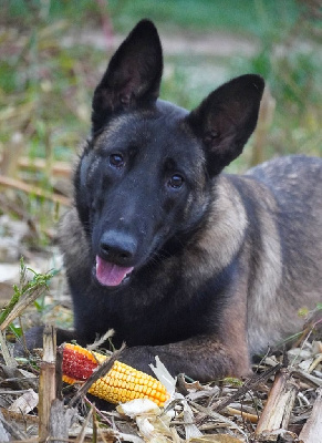 Étalon Berger Belge - Tess de la fontaine de cali