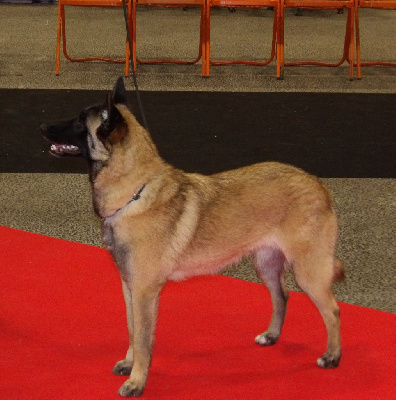 Étalon Berger Belge - Unbelievable De La Butte Des Crocs Blancs