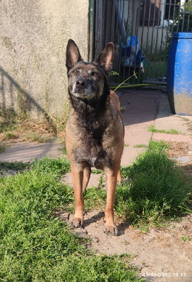 Étalon Berger Belge - Mafia Des Crocs Du Pacot