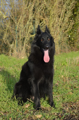 Étalon Berger Belge - Shelby Les Onyx De Saugonna