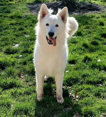Étalon Berger Blanc Suisse - Van-damme vom friauler zar