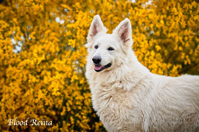 Étalon Berger Blanc Suisse - CH. Zenitka (Sans Affixe)