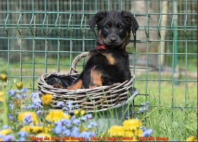 Étalon Berger de Beauce - Ytsmy du Fond des Camps