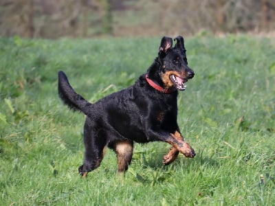 Étalon Berger de Beauce - Tenka de La Cité des Comtes
