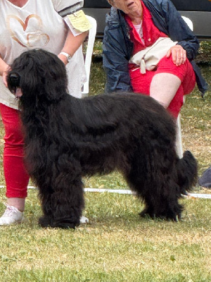 Étalon Berger de Brie - Venusse black De La Baie D'adonis