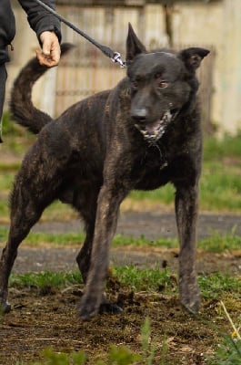 Étalon Berger hollandais - Sparte des terres de drak