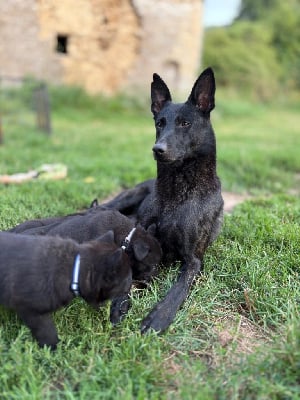 Étalon Berger hollandais - Radium de la Pommeraie des Loups