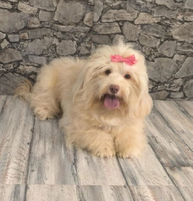 Étalon Bichon Havanais - Uska Von Bereich Sandalvi