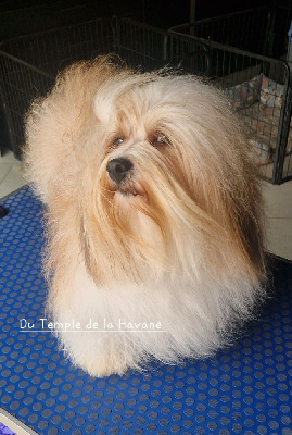 Étalon Bichon Havanais - Tylion Roi Du Temple De La Havane