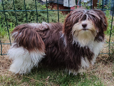 Étalon Bichon Havanais - Xylia pippa liah de la vallée du rêve