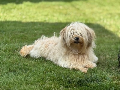 Étalon Bichon Havanais - Tess Des Terres De L'Avesnois