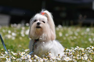 Étalon Bichon maltais - Une étoile de l'adorée pénélope