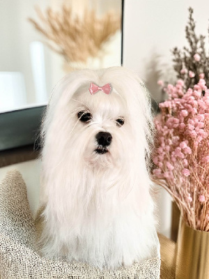 Étalon Bichon maltais - Une belle histoire de l'adorée pénélope