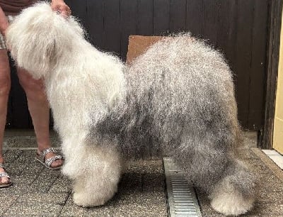 Étalon Bobtail - Pastel of Mary People