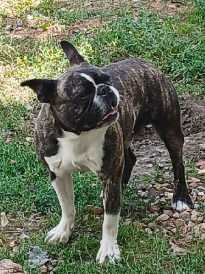 Étalon Boston Terrier - Uranus dit ulys de la Fin'Amor de Larzaelle