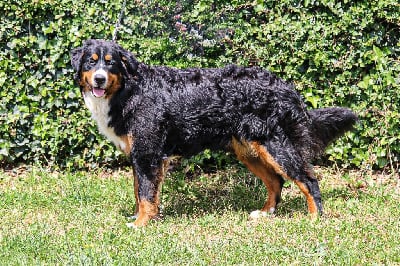 Étalon Bouvier Bernois - Vaya des terres vertes de l’avesnois