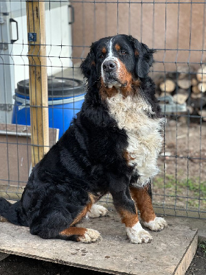 Étalon Bouvier Bernois - Promethee olympias Du bois de cissard