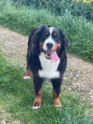 Étalon Bouvier Bernois - Unjoy du domaine des matalis