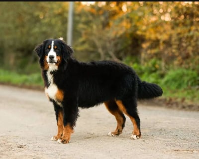 Étalon Bouvier Bernois - Voie lactee de la Vallée de l'Hyrome